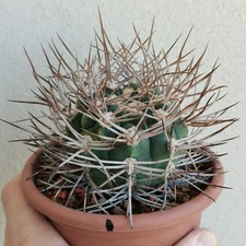 Gymnocalycium mazanense ferox usato  Modena