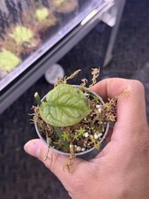Well rooted monstera for sale  UK