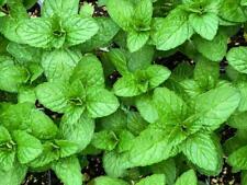 Mint seeds grow for sale  UK