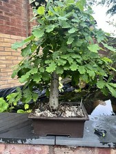 Large english oak for sale  SALFORD