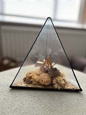 Butterflies taxidermy glass for sale  MALTON