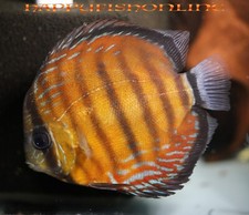 Gorgeous red cuipeua for sale  Raleigh