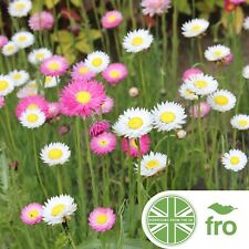Flower paper daisy for sale  MANCHESTER