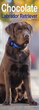 Calendário Chocolate Labrador Retriever Slim 2026 | Presente para Cachorro 15% OFF VÁRIOS PEDIDOS, usado comprar usado  Enviando para Brazil