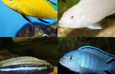 african young cichlids for sale  Miami