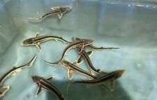 Live diamond sturgeon for sale  New Smyrna Beach