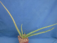 Genuine aloe vera for sale  Tucson
