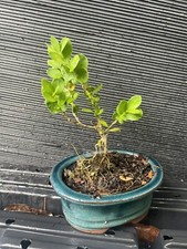 Boxwood bonsai for sale  Martin