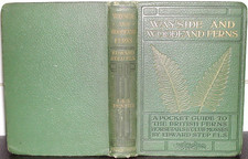 Wayside woodland ferns for sale  SHAFTESBURY
