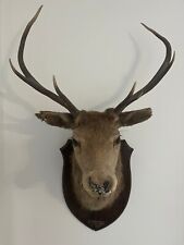 Antique taxidermy stag for sale  LONDON