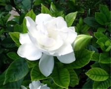 Seeds pure white for sale  Goldsboro