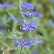 Bartblume camara dark gebraucht kaufen  Bad Zwischenahn