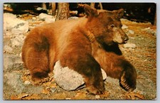 Postcard black bear for sale  Newtown
