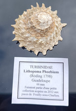 Sea shell lithopoma d'occasion  Monistrol-sur-Loire