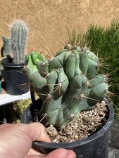 Cereus peruvianus monstrose for sale  Temecula