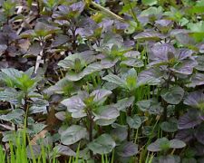 Menthe aquatique plante d'occasion  Krautergersheim
