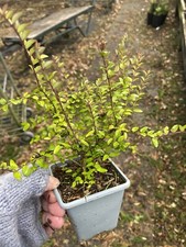 Lonicera nitida hedging for sale  SPALDING