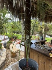 Triangle palm tree for sale  Merritt Island