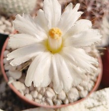 Mammillaria senilis albiflora usato  Brindisi