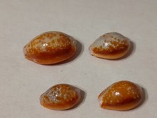 Conchiglia shell cypraea usato  Piombino