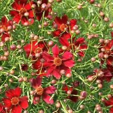 Coreopsis limerock ruby for sale  UK