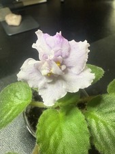 African violet usambaraveilche gebraucht kaufen  Rehlingen-Siersburg