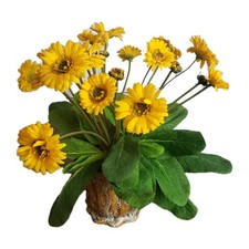 Yellow daisy flower for sale  Hackettstown