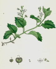 1860 john sowerby for sale  Holland