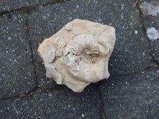 Ceratit matrix fundzustand gebraucht kaufen  Georgsmarienhütte