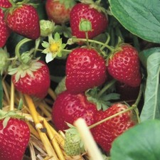 Erdbeere sorte stara gebraucht kaufen  Detmold