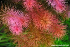 Stems rotala wallichii for sale  Stockton