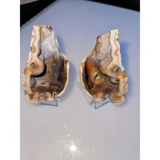Exquisite fossilized coral for sale  Chesterfield