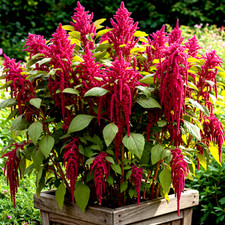 4000 amaranth seeds for sale  Greenville