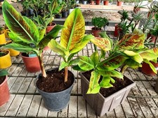 Pianta banano musa usato  Foligno