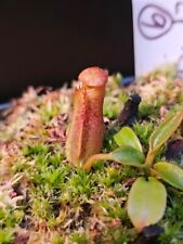 Nepenthes burbidgeae sg for sale  San Antonio