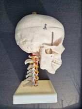 Plastic humanoid skull for sale  PONTYCLUN