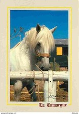 Animaux chevaux camargue d'occasion  Fruges