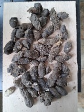 Pellet gufo fienile. usato  Spedire a Italy