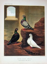 Old antique print for sale  UK