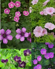 Pick geranium choose for sale  Hayden