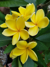 Frangipani plumeria inca gebraucht kaufen  Pfaffenhofen a.d.Ilm