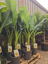 5ft musa musella for sale  CLITHEROE
