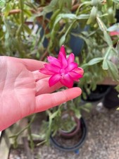 schlumbergera for sale schlumbergera for sale Roberta