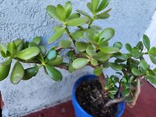 Large crassula ovata for sale  Los Angeles