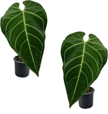 Anthurium regale live for sale  Denver
