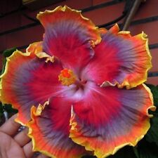 Red purple orange for sale  Ravensdale