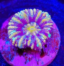 Wysiwyg rainbow button for sale  Placentia