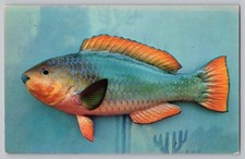 Rainbow parrot fish. for sale  Staten Island
