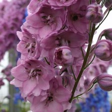 Delphinium dusky maidens for sale  SALTASH