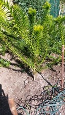 Affenschwanzbaum araucaria aur gebraucht kaufen  Haselünne